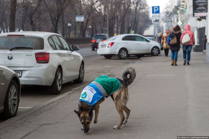 Ряды парковочной полиции пополнятся собаками (24 фото)