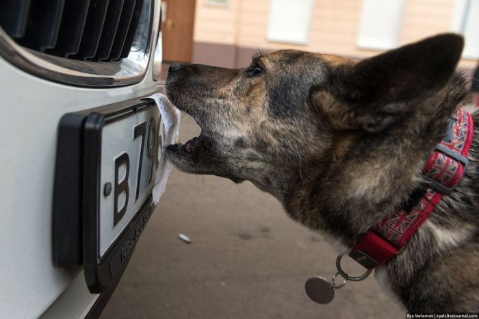 Ряды парковочной полиции пополнятся собаками (24 фото)