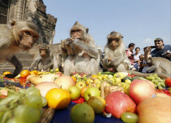 Праздник обезьян в Таиланде (10 фото)