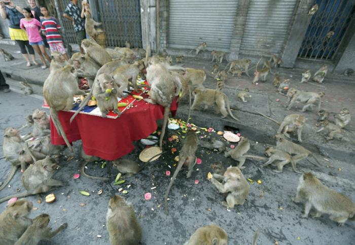 Праздник обезьян в Таиланде (10 фото)