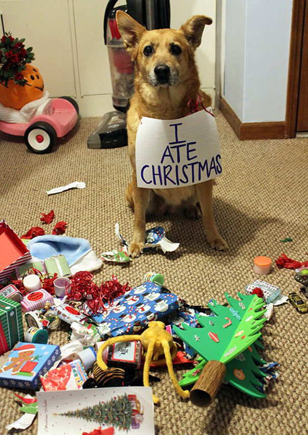  Животные против Рождества (51 фото) 