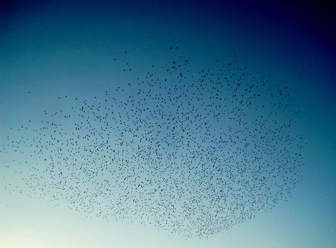 Завораживающие фотографии миграции животных и насекомых (30 фото)