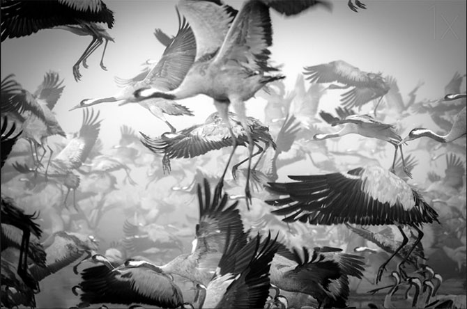 Завораживающие фотографии миграции животных и насекомых (30 фото)
