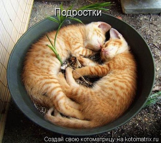 Позитивные и веселые котоматрицы (50 фото)