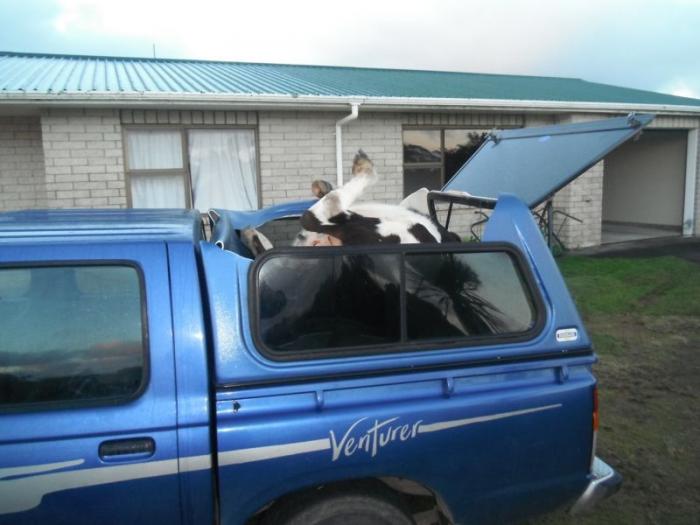 Водитель технично уложил корову в багажник (5 фото) 