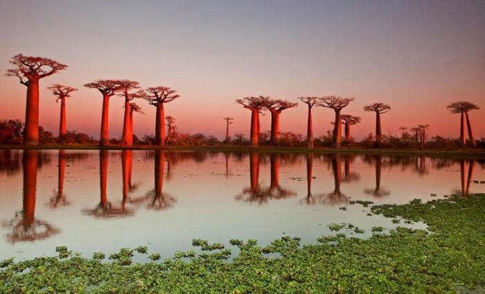  Удивительный пейзаж баобабовой рощи на Мадагаскаре (8 фото) 