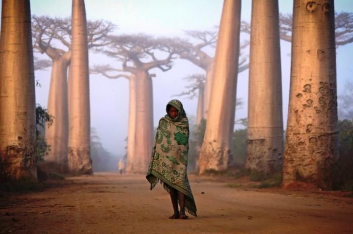  Удивительный пейзаж баобабовой рощи на Мадагаскаре (8 фото) 