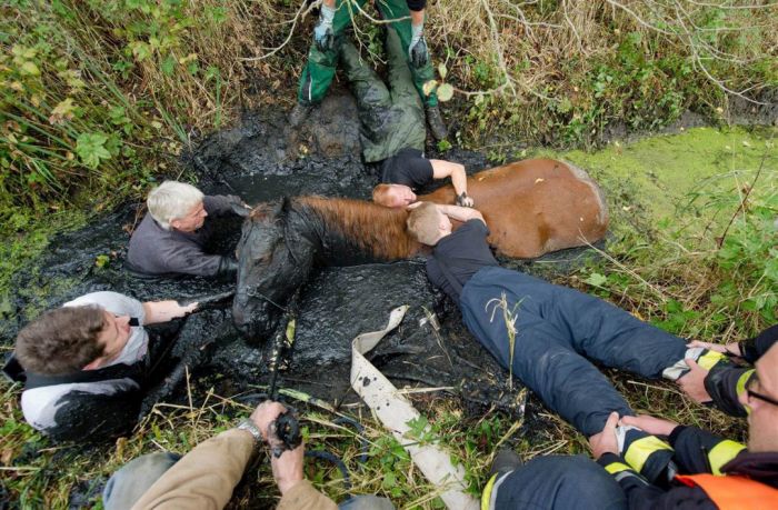 Спасение лошади из болота (7 фото)