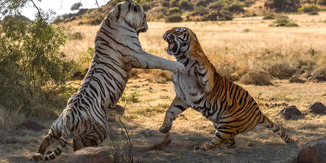Королевская битва тигриц за территорию (11 фото)