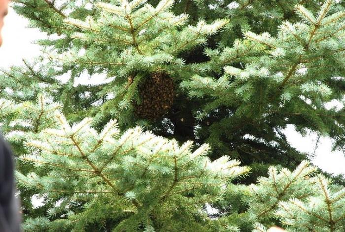 Случайно обнаружив рой, мужчина занялся пчеловодством (13 фото) 