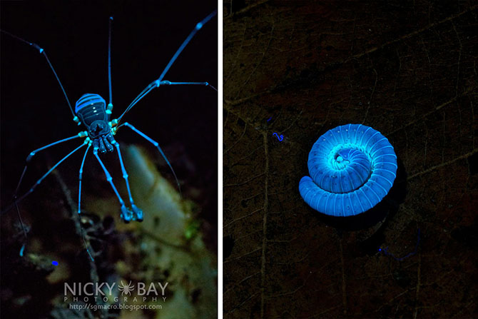 Макрофотографии необычных насекомых Сингапура (12 фото)