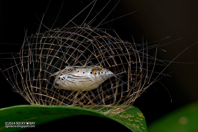 Макрофотографии необычных насекомых Сингапура (12 фото)