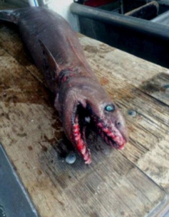 Австралийские рыбаки выловили очень редкую акулу (4 фото)