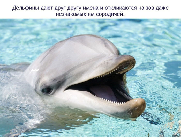 Интересные факты о дельфинах (16 фото)
