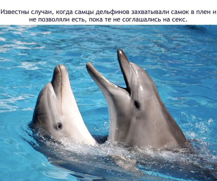 Интересные факты о дельфинах (16 фото)