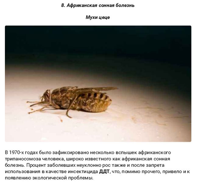 Смертельные заболевания от животных (27 фото)