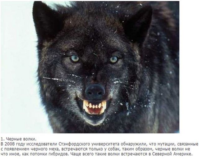 Интересные данные о волках (10 фото)