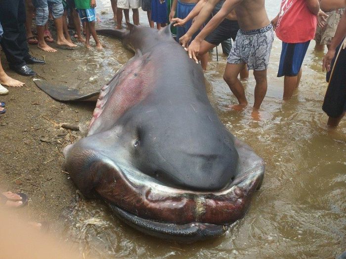 Рыбаки выловили редкую пелагическую большеротую акулу (4 фото)