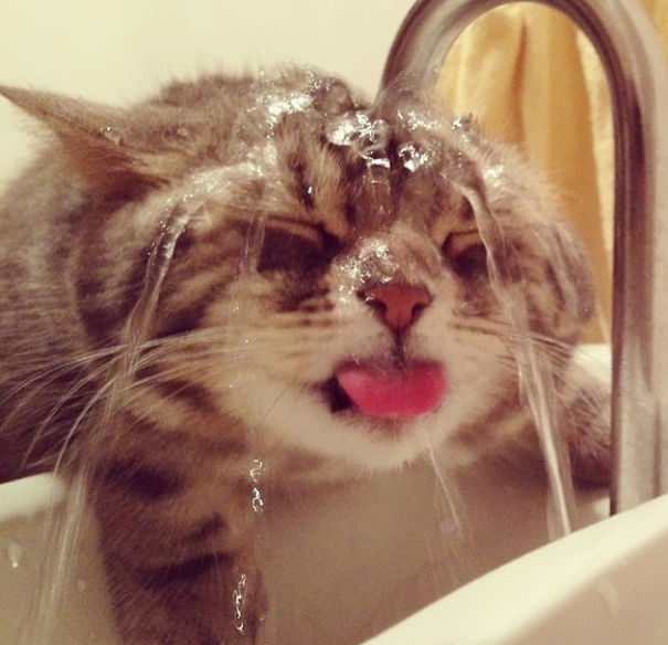 35 котов, которые не боятся воды (35 фото)