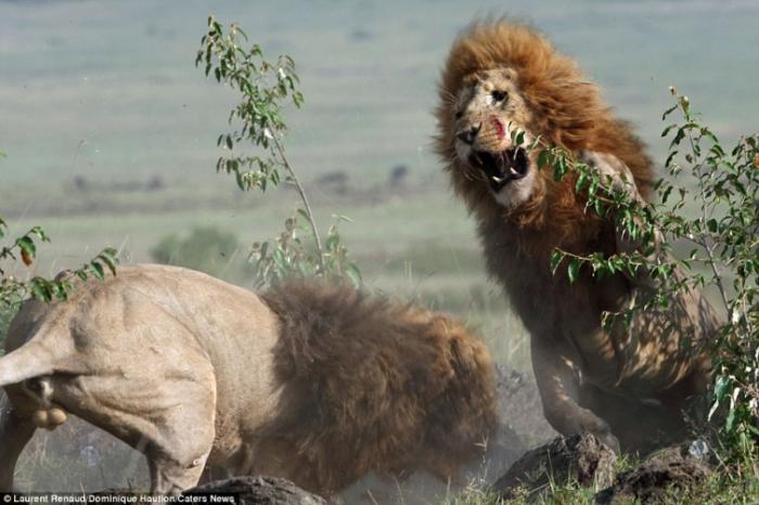 Свирепая битва двух львов-братьев (9 фото)