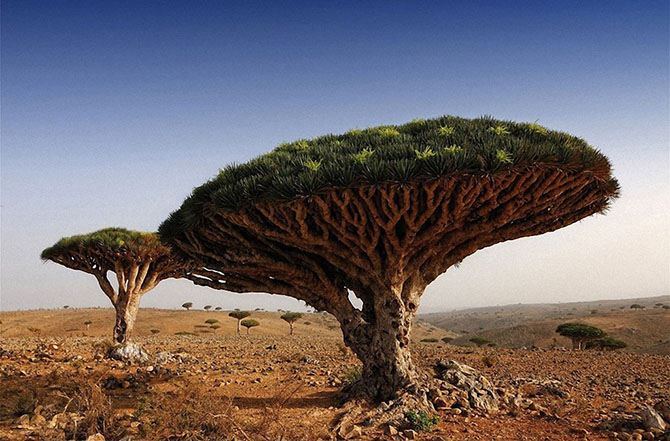 Самые красивые деревья в мире (19 фото)