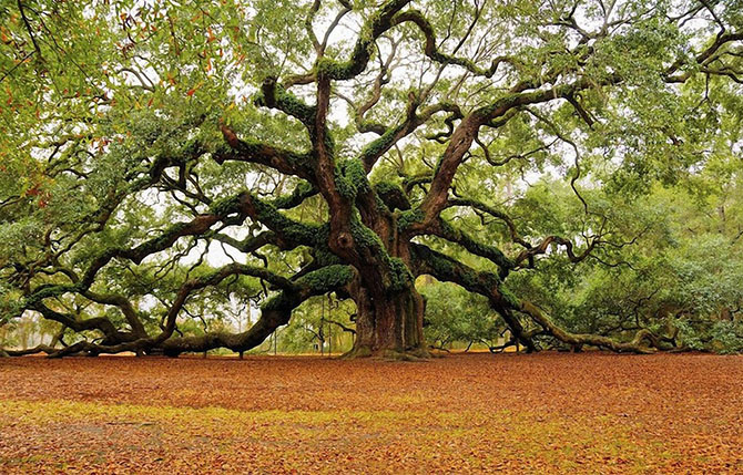 Самые красивые деревья в мире (19 фото)