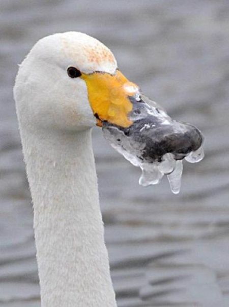 Лебедь, пострадавший от мороза (6 фото)