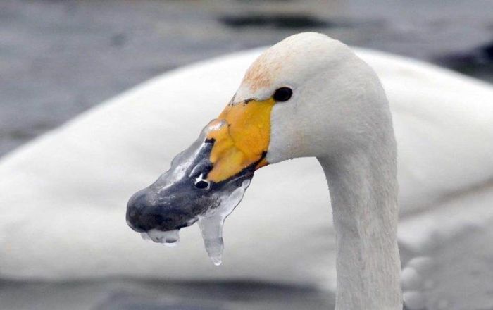 Лебедь, пострадавший от мороза (6 фото)