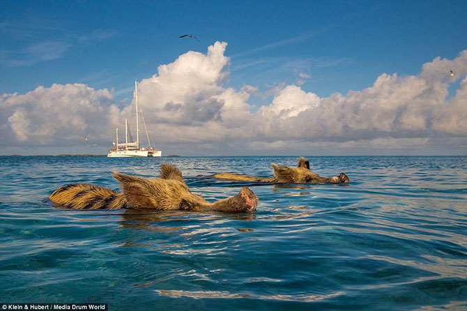 Счастливая жизнь веселых хрюшек на Багамах (12 фото)