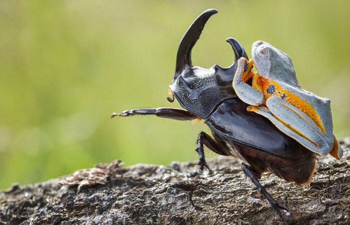 Лягушка устроила родео на гигантском рогатом жуке (9 фото)