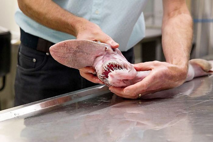 Выловленная рыбаком акула-домовой оказалась в руках ученых (5 фото)