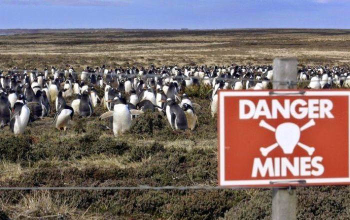 Заминированное побережье стало домом для миллиона пингвинов (4 фото)
