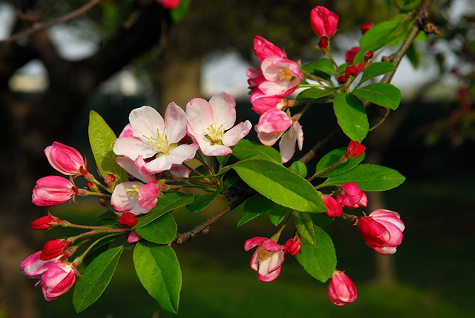 Восхитительные цветущие деревья (12 фото)