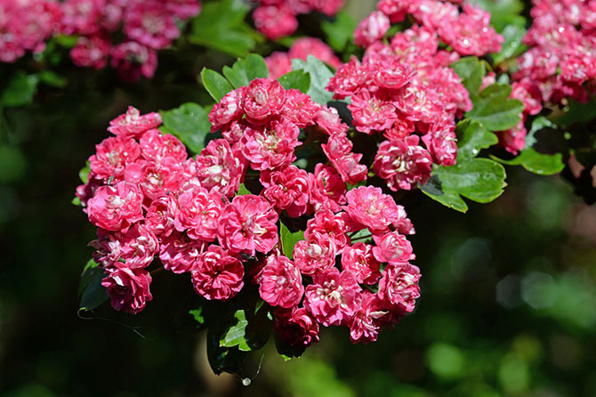 Восхитительные цветущие деревья (12 фото)