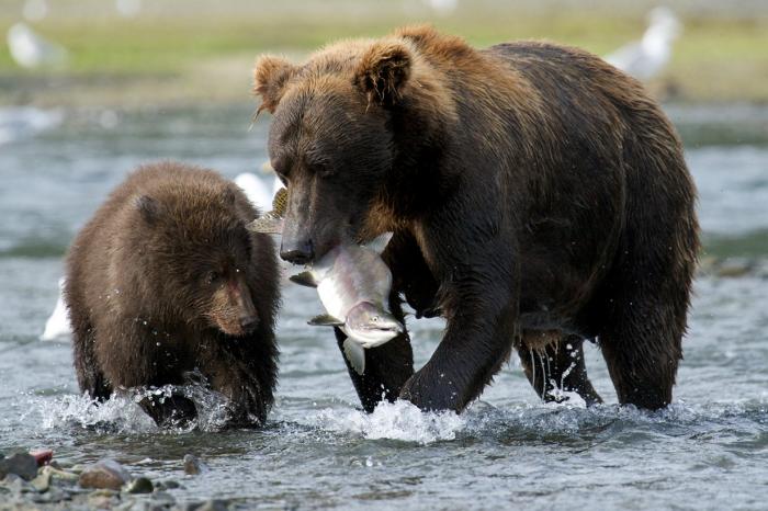 Секреты рыбалки от медведей (14 фото)
