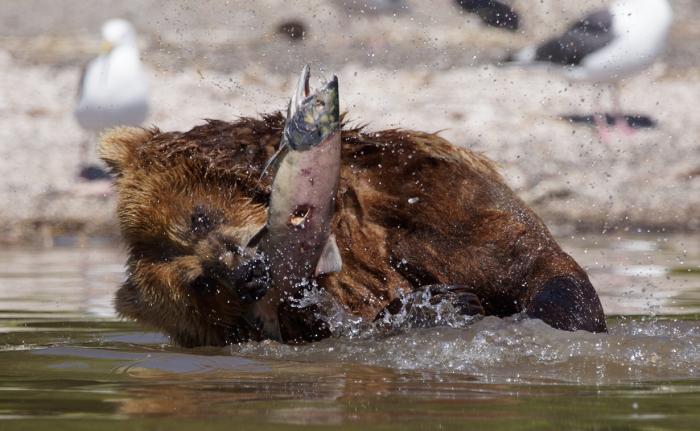 Секреты рыбалки от медведей (14 фото)