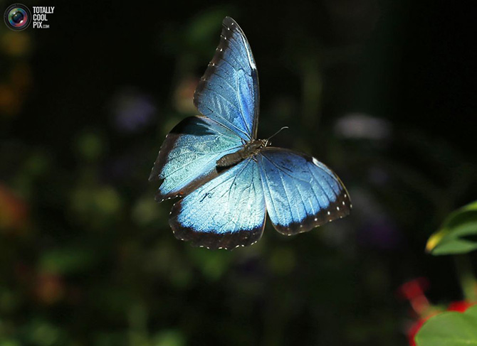 «Джунгли с бабочками» в Сан-Диего (21 фото)