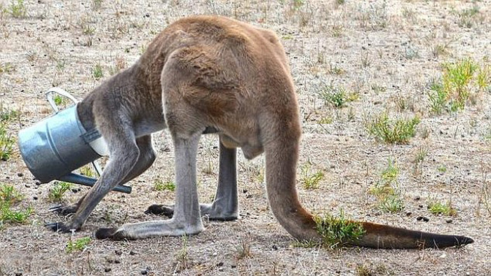 Двое австралийцев спасли кенгуру (5 фото)