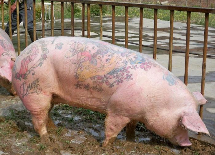 Татуированные свиньи - весьма прибыльный бизнес (10 фото)