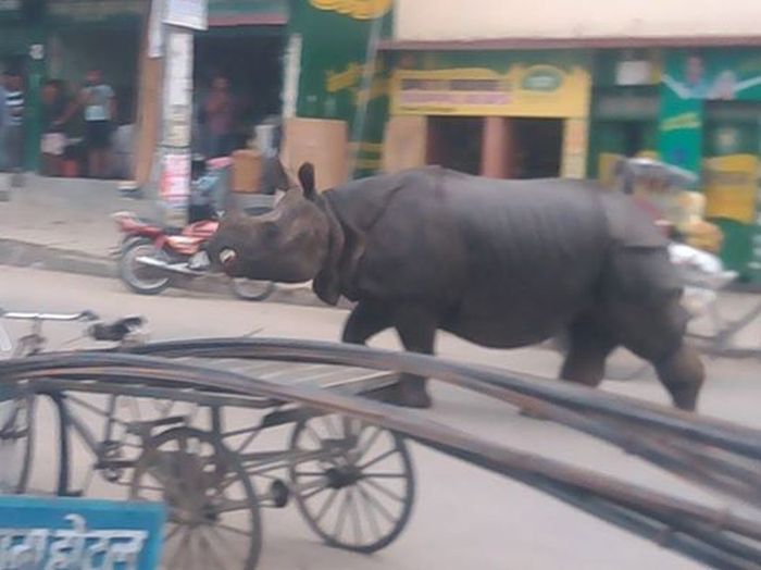 В Непале испуганный носорог убил женщину и ранил 6 человек (4 фото)