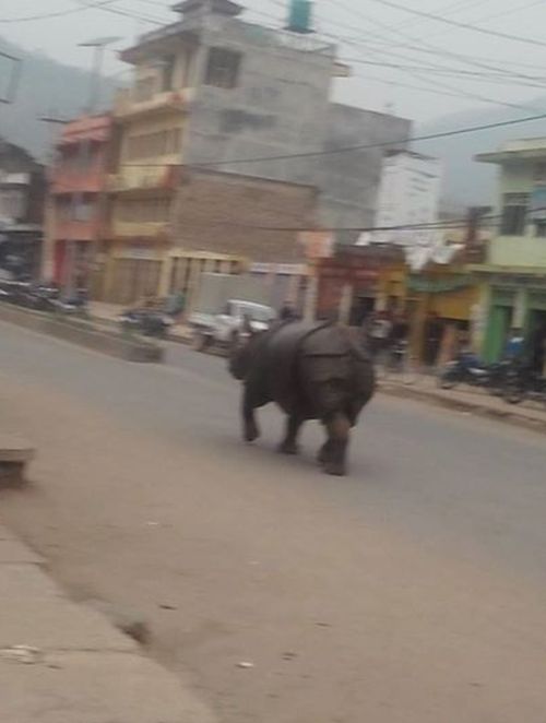 В Непале испуганный носорог убил женщину и ранил 6 человек (4 фото)