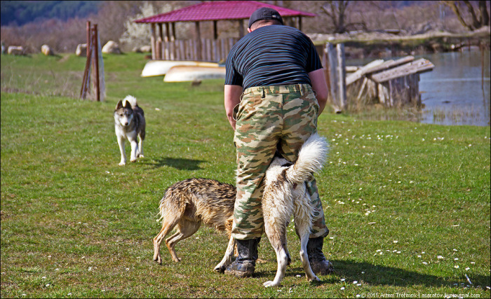 Суд вынес Даниле Кислицыну, убившему более 1000 собак (4 фото)