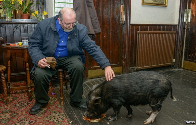 Из-за свинского поведения свинье запретили посещать паб (9 фото)