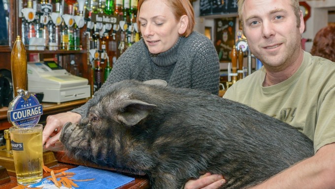 Из-за свинского поведения свинье запретили посещать паб (9 фото)