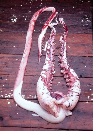Гигантский кальмар-монстр и его жертвы (11 фото)