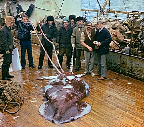 Гигантский кальмар-монстр и его жертвы (11 фото)