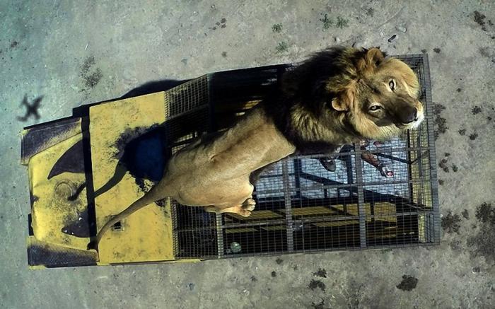 Зоопарк, в котором можно поздороваться со львом (14 фото)