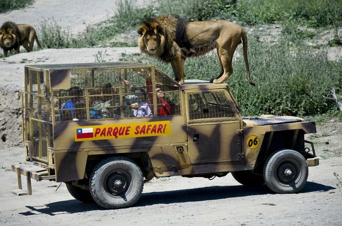 Зоопарк, в котором можно поздороваться со львом (14 фото)