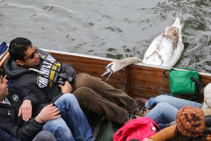 Лебеди-хулиганы терроризирует туристов (28 фото)