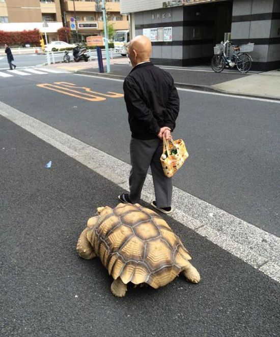 Пожилой японец выгуливает свое домашнее животное (4 фото)